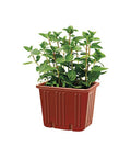 immagine-3-tescoma-vaso-per-piante-quadrato-metallo-verde-13x11cm-ean-8595028400953